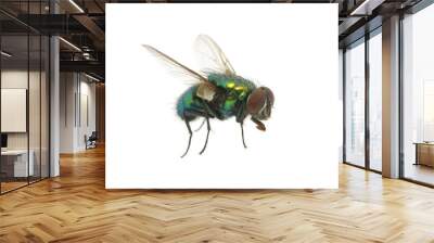 green fly Wall mural