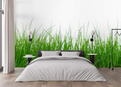 Green grass on white background Wall mural