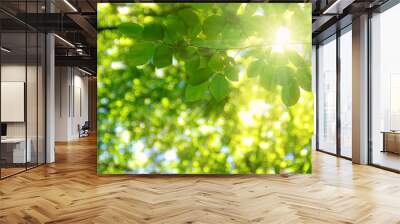 Green leaves and sun Wall mural