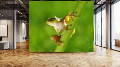 Green tree frog on grass Wall mural