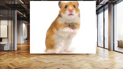 Hamster standing on its hind legs isolated on white Wall mural