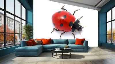 Ladybug on  white Wall mural