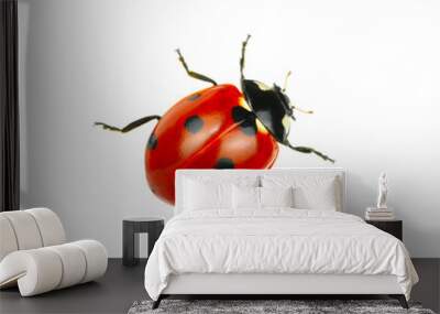 Ladybug Wall mural