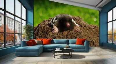 Mole crawling out of brown molehill Wall mural