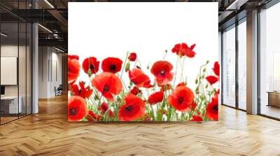 Red poppies isolated on white background Wall mural