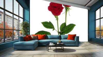 two red rose Wall mural