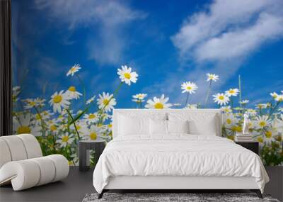 white daisies Wall mural