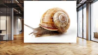 A close-up of a snail on a white surface, great for highlighting small details or adding texture to your design Wall mural