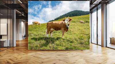 Beautiful swiss cows. Alpine meadows. farm. Wall mural