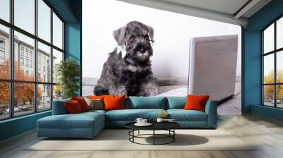 Cute little miniature schnauzer puppy in glasses looks at a laptop on a white background. Online training conception. Online shopping concept. Wall mural