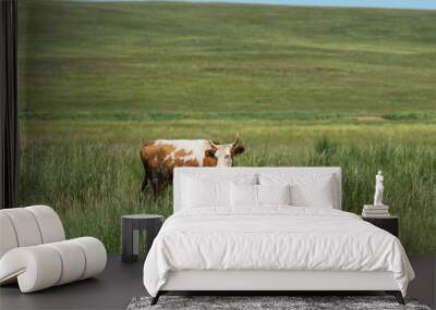 Cow in the field, summer landscape Wall mural