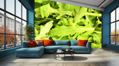 green fresh rucola leaves . Rocket salad or arugula. Wall mural