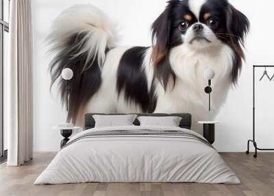 Japanese Chin dog isolated on white background Wall mural