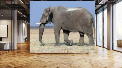 Loxodonta africana Wall mural