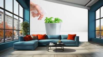 Potted basil plant is sprayed with water, cultivating fresh herbs on the white table. Houseplant care concept, home gardening, organic food banner with copy space Wall mural