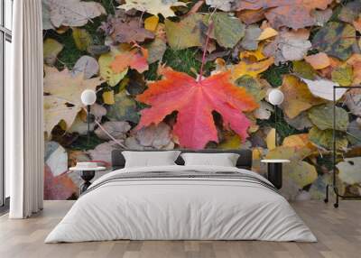 maple leaves on the ground Wall mural