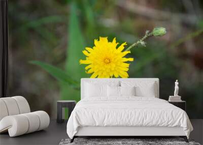 yellow flower on green background Wall mural