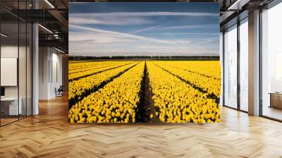 yellow tulip field and blue sky Wall mural