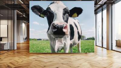 cow on the background of sky and green grass Wall mural