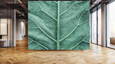 Green burdock leaves texture background. Close-up, macro Wall mural