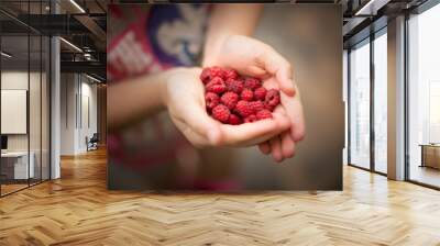 
leckere frische Himbeeren in der Hand Wall mural