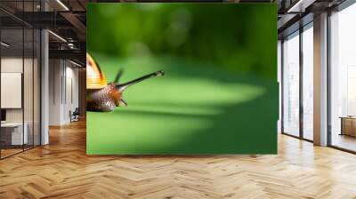 macro close up photo of a garden snail on green natural background, sun rays, water droplets, created with generative ai technology. High quality photo Wall mural