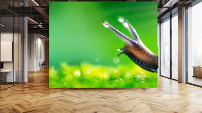 macro close up photo of a garden snail on green natural background, sun rays, water droplets, created with generative ai technology. High quality photo Wall mural