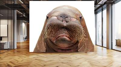 walrus head isolated over white Wall mural