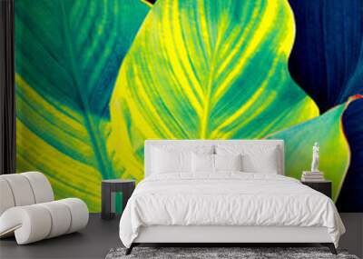 Leaves of exotic tropical flower canna closeup. natural background. Wall mural