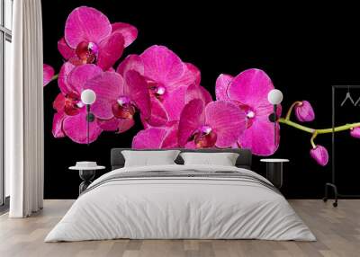 Orchid flower isolated on black background. Wall mural