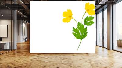 Yellow wildflowers buttercup isolated on white background. Wall mural