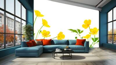 Yellow wildflowers buttercup isolated on white background. Wall mural