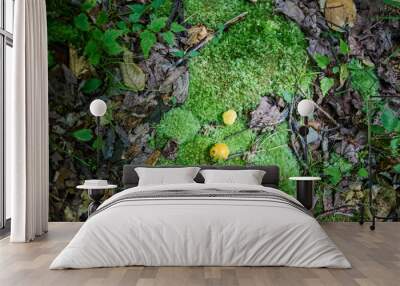 Bright green moss and brown leaves. Wall mural