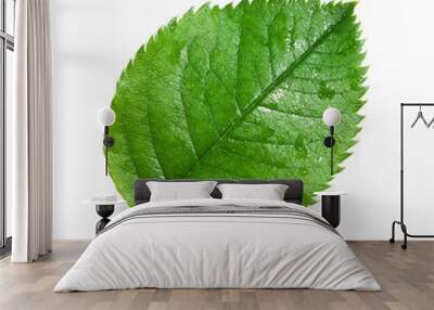 green leaf isolated Wall mural