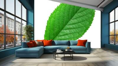 green leaf isolated Wall mural