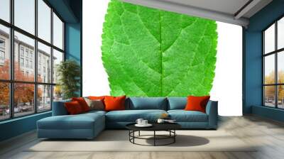 green leaf isolated Wall mural