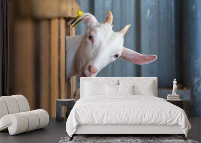 adorable cute with goat   Wall mural