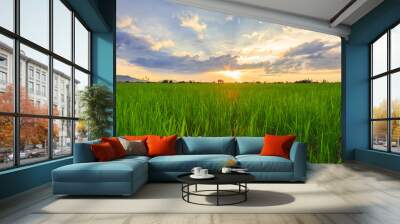 Beautiful landscape view of Rice paddies during beautiful sunset at Kota Belud, Sabah Wall mural