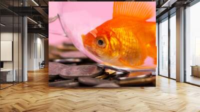 Coin and Gold fish inside a bowl . Time is money Concept, Business Concept.  Wall mural