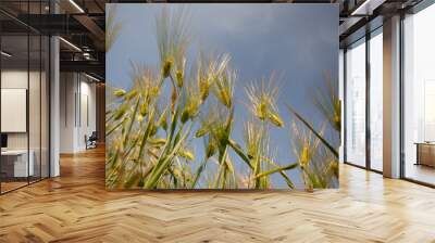 A beautiful wheat field against the sky. Growing bread and cereals Wall mural