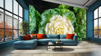 cabbage Brassica decorative beautiful plant fresh flower on the table copy space food background rustic top view Wall mural