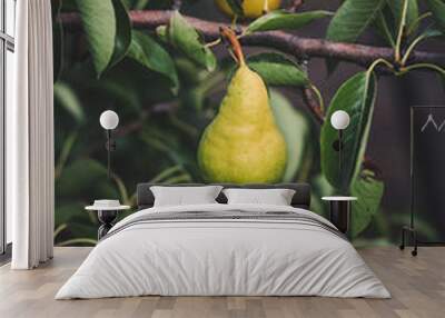 pears - ripe fruits on a tree branch Wall mural