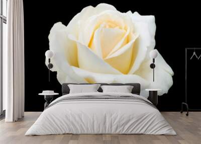 beautiful white rose Wall mural