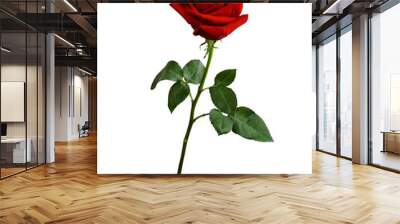 Dark red rose with green leaves isolated on white background Wall mural