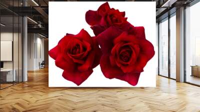 Three bright red roses on transparent background. Detail for creating a collage Wall mural