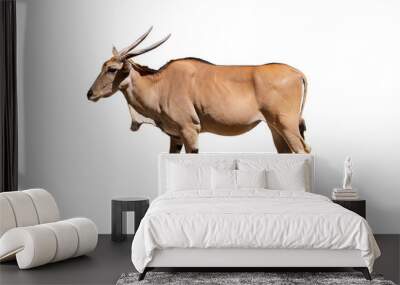 Eland antelope isolated on  transparent background Wall mural