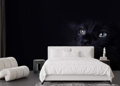 scared black cat, stop animal abuse concept, panoramic layout Wall mural