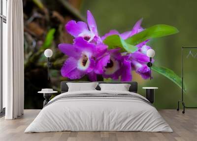 Laelia orchids in nature, pink, against green background Wall mural