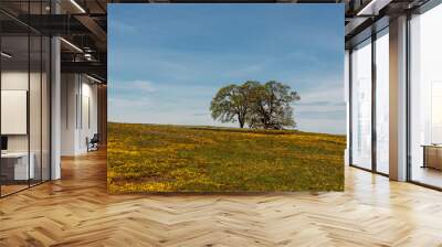 Landscape at North Table Mountain Ecological Preserve, Oroville, California, USA , on a sunny spring day, featuring blooming yellow wildlfowers, two oak trees and a blue, cloudless sky copy-space Wall mural