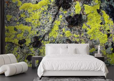 Rock and moss on rock background Wall mural